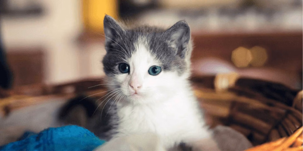Gato filhote branco e cinza de olhos azuis dentro de uma cesta de palha.