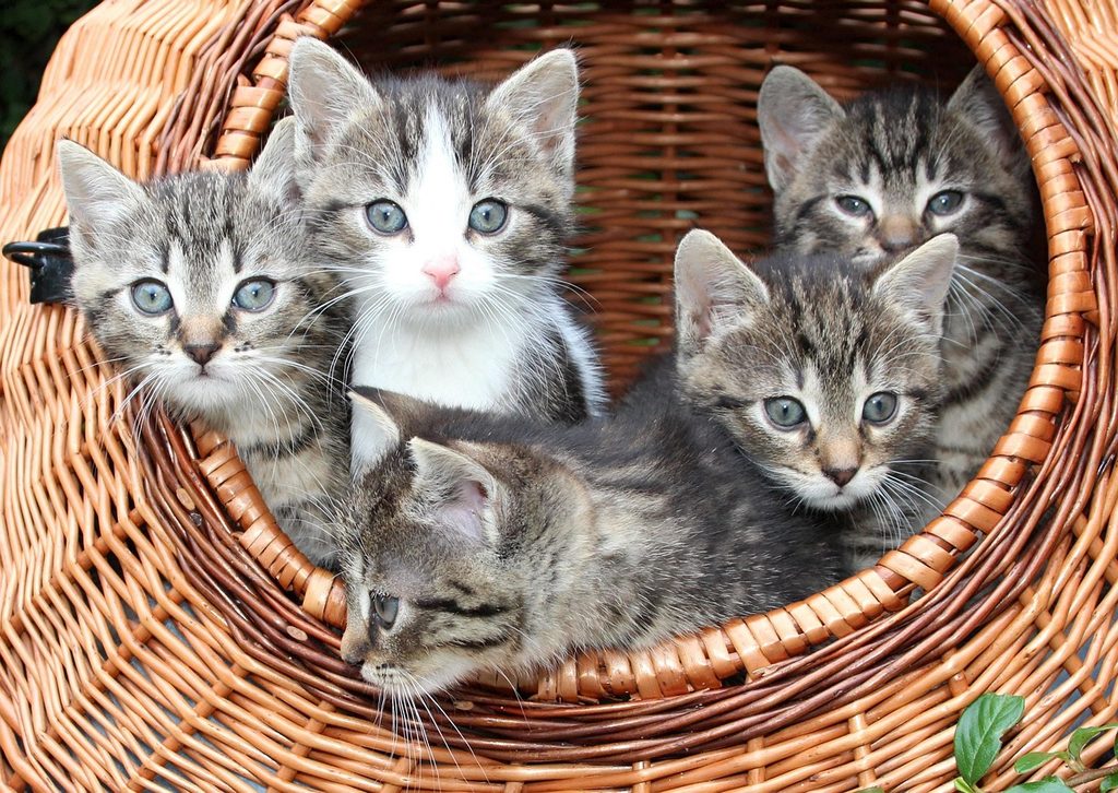 5 gatos filhotes dentro de uma cesta de palha.